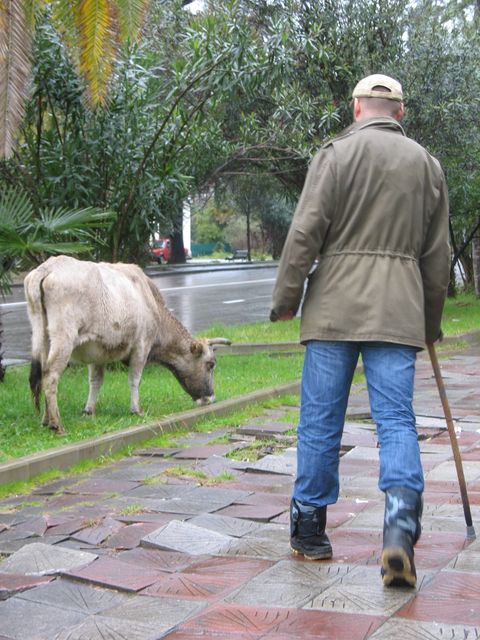  по дороге на программу прямо в центре Сухуми очень просто встретить ... корову!