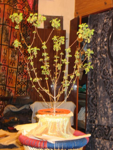 12Туласи Деви счастливо цветёт в Сухумском центре ШЧСМ